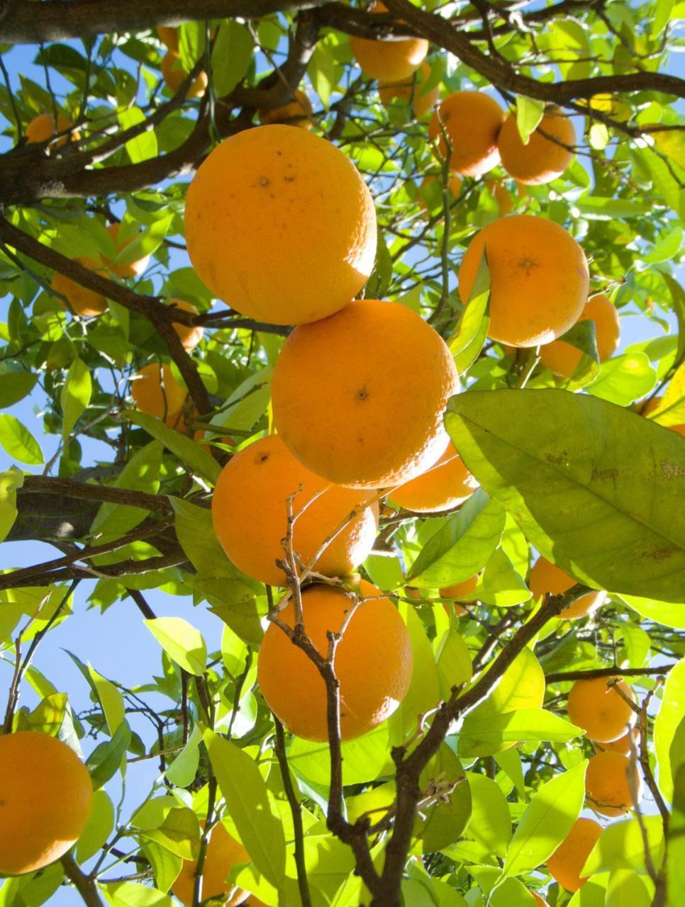 فيلا I Giardini Di Cataldo سورينتو المظهر الخارجي الصورة